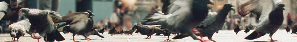 pigeons