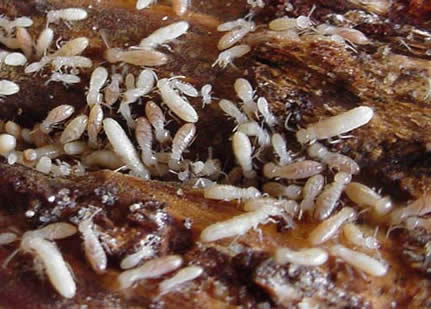 termites